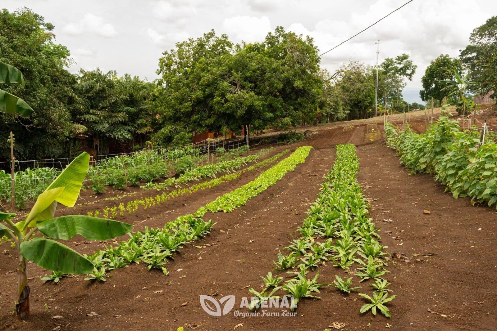 vegetable garden