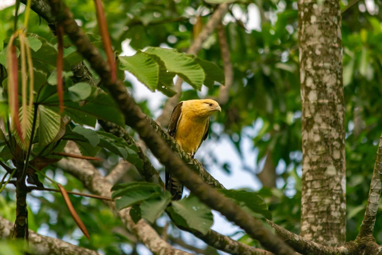 bird on the rainforest