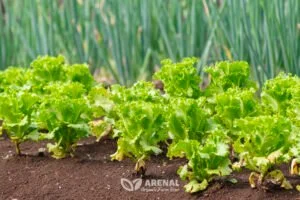 lettuce in our organic garden