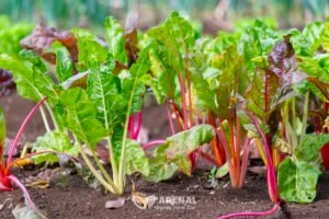 radish in our organic garden