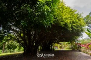 landscapes in our farm