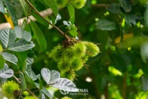 Organic rambutan plantation