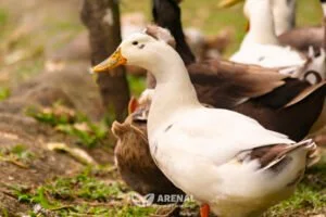 geese enjoying the farm and the lake