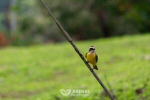 yellow breasted bird posing