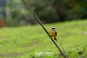 yellow breasted bird posing