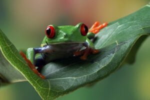 Frog from Costa Rica during a Night Walk Tour.